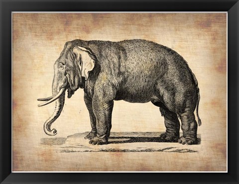 Framed Vintage Elephant Print