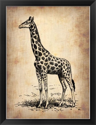 Framed Vintage Giraffe Print