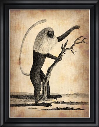 Framed Vintage Monkey Print