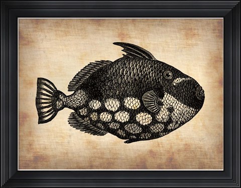 Framed Vintage Fish Print