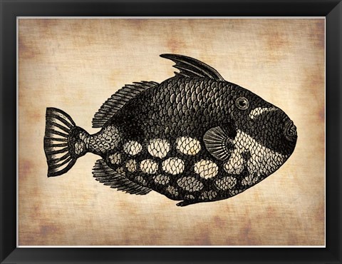 Framed Vintage Fish Print