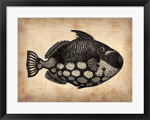 Framed Vintage Fish Print