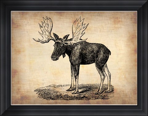 Framed Vintage Moose Print