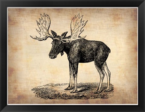 Framed Vintage Moose Print