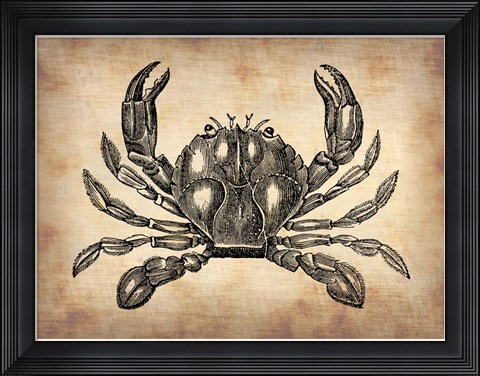 Framed Vintage Crab Print
