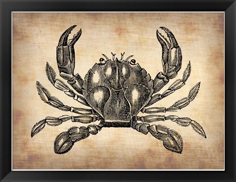 Framed Vintage Crab Print