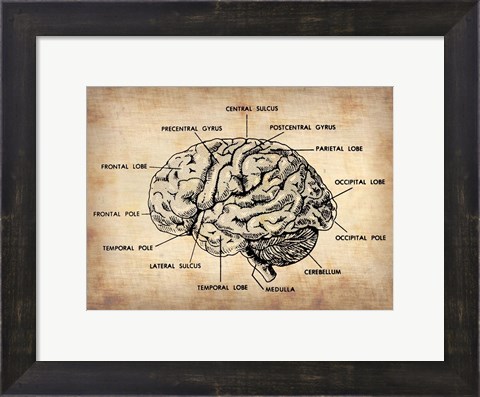 Framed Vintage Brain Map Anatomy Print