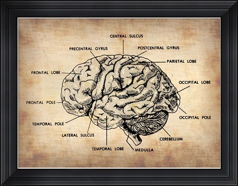Framed Vintage Brain Map Anatomy Print