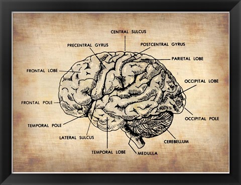 Framed Vintage Brain Map Anatomy Print