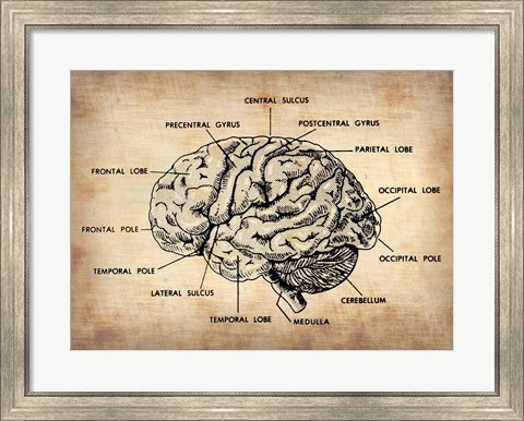 Framed Vintage Brain Map Anatomy Print