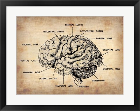 Framed Vintage Brain Map Anatomy Print