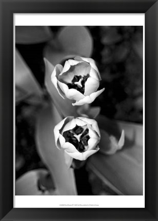 Framed Floral Portrait IV Print