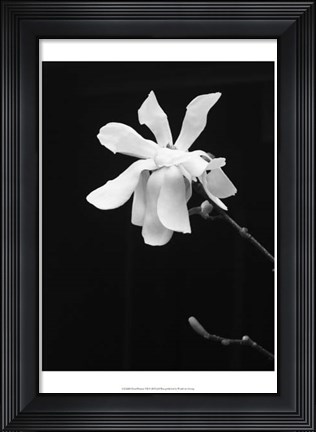 Framed Floral Portrait VII Print