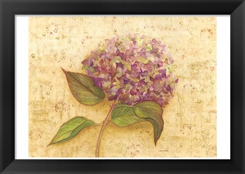 Framed Hydrangea Love I Print