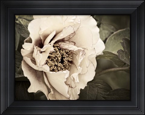 Framed Golden Era Peony I Print