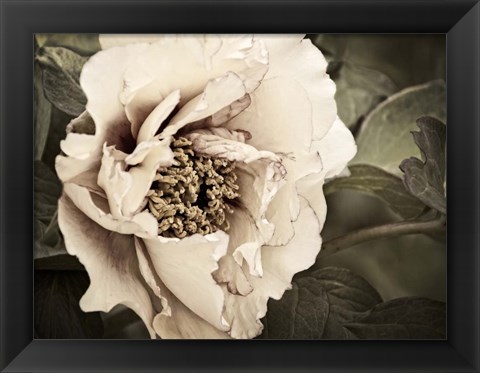 Framed Golden Era Peony I Print