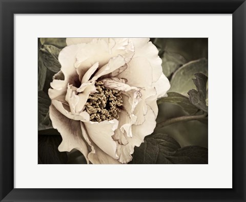 Framed Golden Era Peony I Print