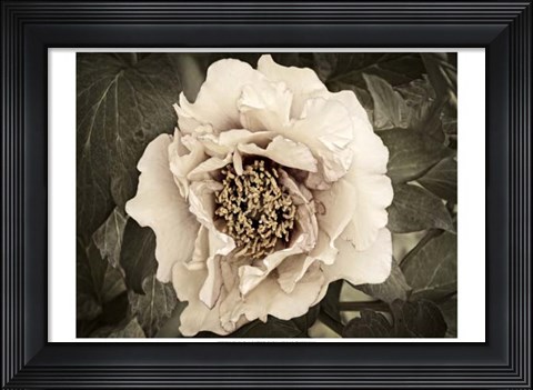 Framed Golden Era Peony II Print