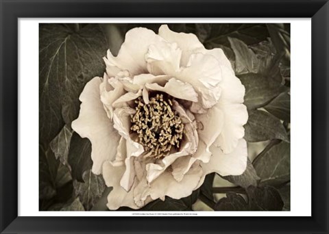 Framed Golden Era Peony II Print