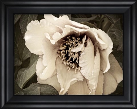 Framed Golden Era Peony III Print