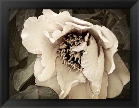 Framed Golden Era Peony III Print