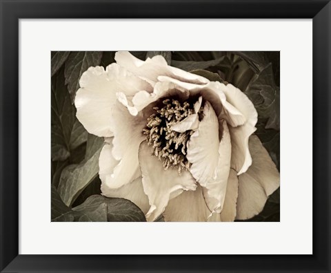 Framed Golden Era Peony III Print