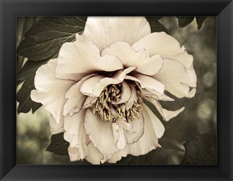 Framed Golden Era Peony IV Print