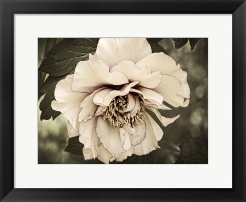 Framed Golden Era Peony IV Print