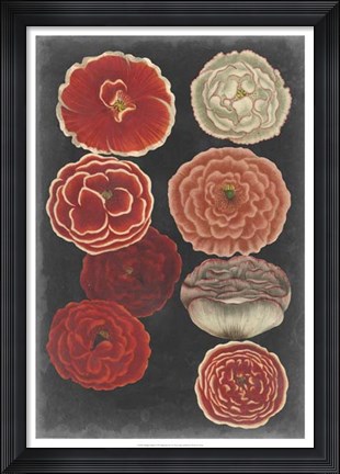 Framed Midnight Poppies Print