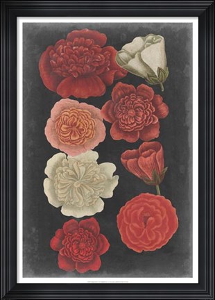 Framed Midnight Roses Print