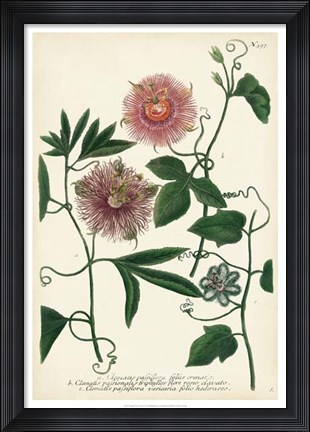 Framed Antique Passion Flower I Print