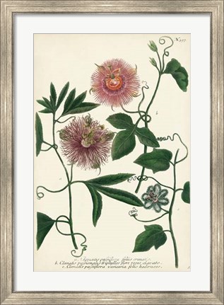 Framed Antique Passion Flower I Print