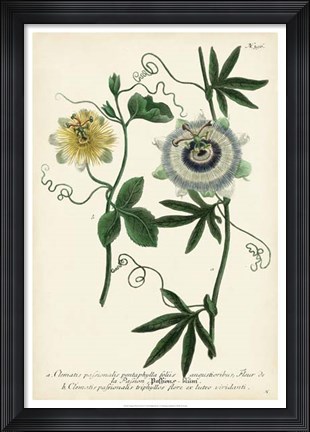 Framed Antique Passion Flower II Print