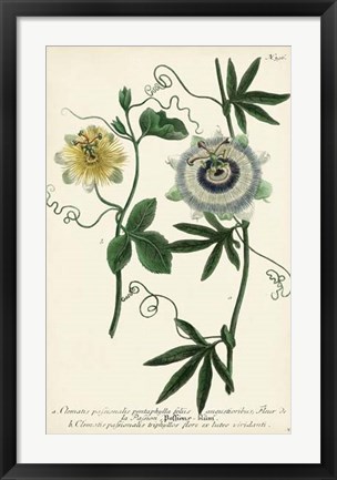 Framed Antique Passion Flower II Print