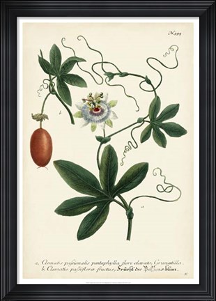 Framed Antique Passion Flower III Print