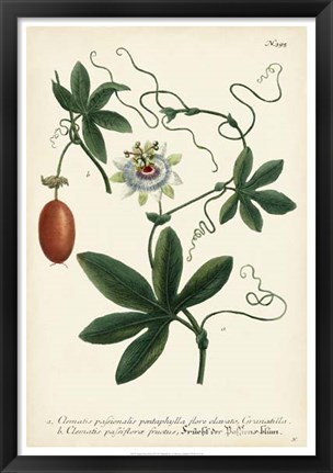 Framed Antique Passion Flower III Print