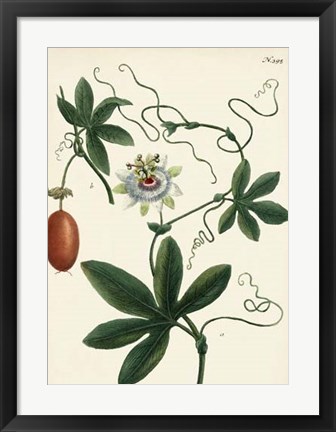 Framed Antique Passion Flower III Print