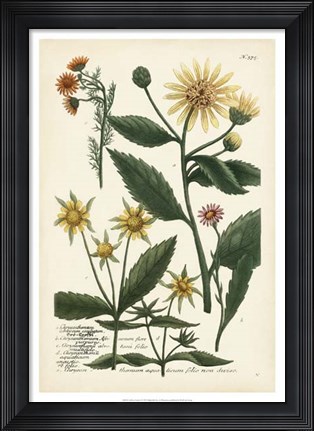 Framed Saffron Garden I Print