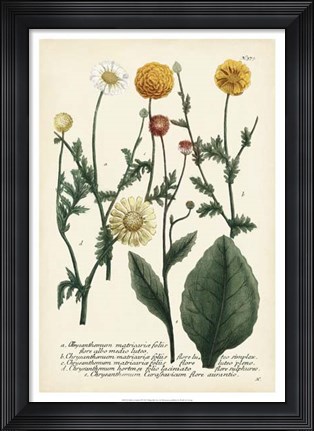 Framed Saffron Garden II Print