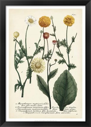 Framed Saffron Garden II Print