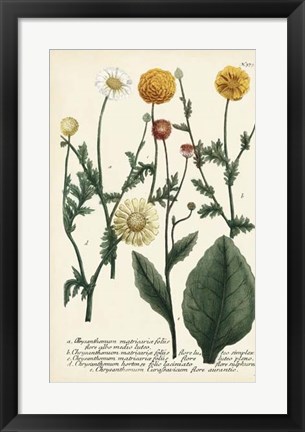 Framed Saffron Garden II Print
