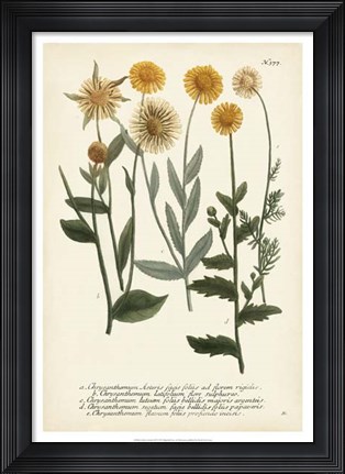 Framed Saffron Garden III Print