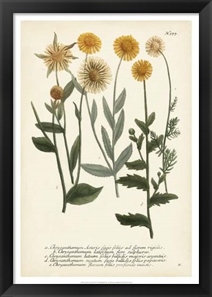 Framed Saffron Garden III Print