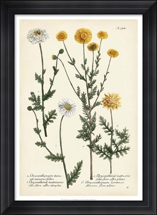 Framed Saffron Garden IV Print