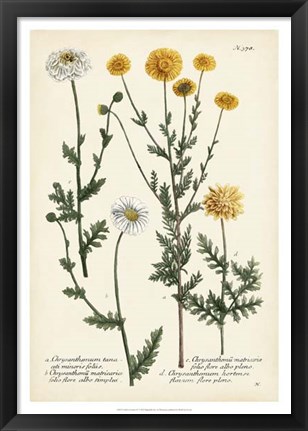 Framed Saffron Garden IV Print