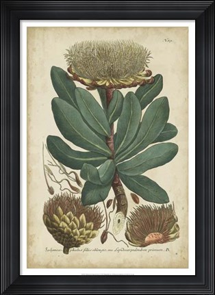 Framed Weinmann Foliage &amp; Fruit I Print