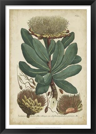 Framed Weinmann Foliage &amp; Fruit I Print