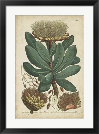 Framed Weinmann Foliage &amp; Fruit I Print