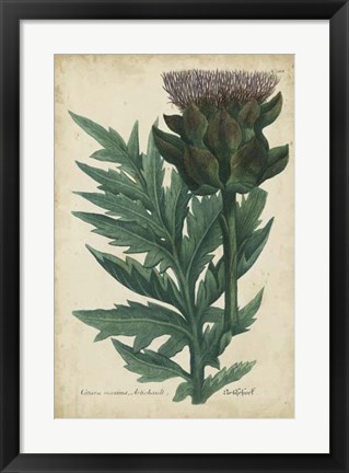 Framed Weinmann Foliage &amp; Fruit II Print