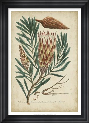 Framed Weinmann Foliage &amp; Fruit III Print
